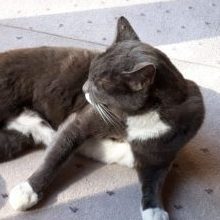 Cuddles <strong>The Cat</strong>